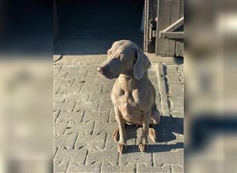 Weimaraner grau reinrassig