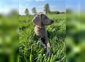 Weimaraner grau reinrassig