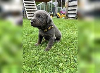 Silber/Charcoal Labrador Welpe