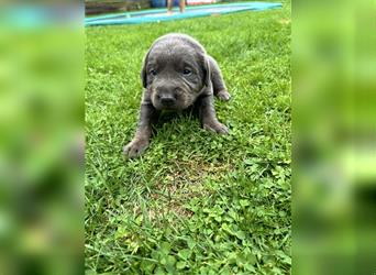 Silber/Charcoal Labrador Welpe