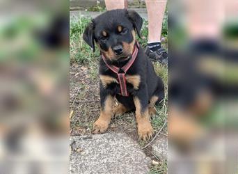 Rottweilerwelpen