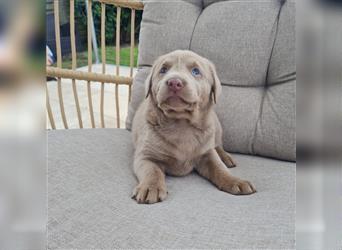 Silber Labrador Welpe