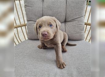 Silber Labrador Welpe