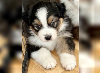 Zwei bezaubernde Australian Shepherd Welpen (ASCA) suchen ein tolles Zuhause