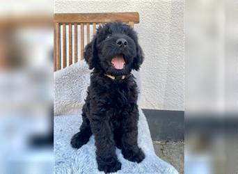 Labradoodle Welpen braun schwarz F1B