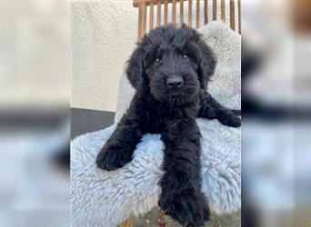 Labradoodle Welpen braun schwarz F1B