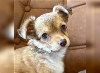 Chihuahua Welpen vom Ur-Typ (Langhaar)