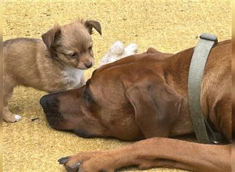 Chihuahua Welpen vom Ur-Typ (Langhaar)