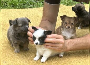 Chihuahua Welpen vom Ur-Typ (Langhaar)