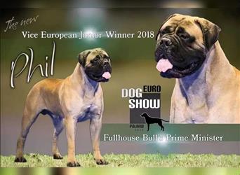 Bullmastiff Hündin geboren im April 2024