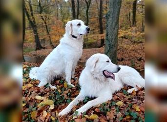 Maremmano Herdenschutzhunde Welpen