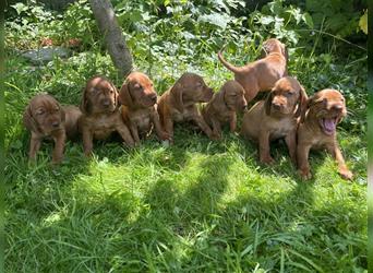 Wunderschöne Magyar Vizsla Cocker Spaniel mix Welpen