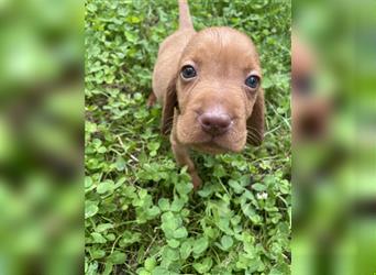 Wunderschöne Magyar Vizsla Cocker Spaniel mix Welpen