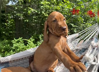 Wunderschöne Magyar Vizsla Cocker Spaniel mix Welpen