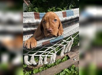 Wunderschöne Magyar Vizsla Cocker Spaniel mix Welpen