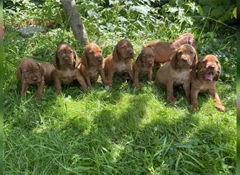 Wunderschöne Magyar Vizsla Cocker Spaniel mix Welpen