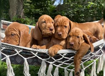 Wunderschöne Magyar Vizsla Cocker Spaniel mix Welpen