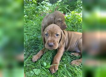 Wunderschöne Magyar Vizsla Cocker Spaniel mix Welpen