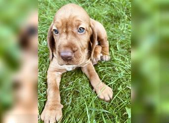 Wunderschöne Magyar Vizsla Cocker Spaniel mix Welpen