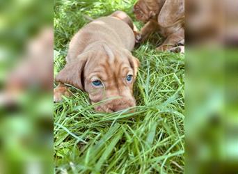 Wunderschöne Magyar Vizsla Cocker Spaniel mix Welpen