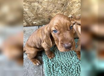 Vizsla Spaniel Welpe alt (Viszla)