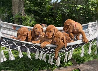 Vizsla Spaniel Welpe alt (Viszla)