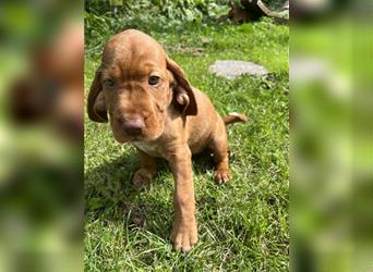 Vizsla Spaniel Welpe alt (Viszla)