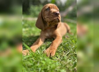 Vizsla Spaniel Welpe alt (Viszla)