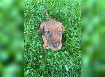 Vizsla Spaniel Welpe alt (Viszla)