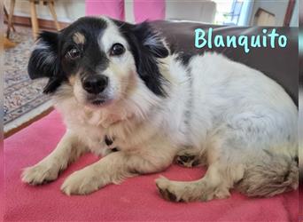 Blanquito 01/2017 (in Deutschland) - kleiner Wuschelhund, ein entspannter Begleiter!