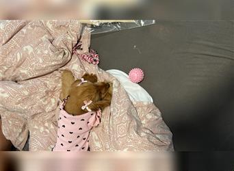 Welpen zu verkaufen: Cocker Spaniel, 4 Monate alt