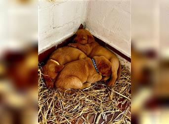 Labrador Welpen foxred aus der Arbeitslinie