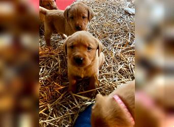 Labrador Welpen foxred aus der Arbeitslinie