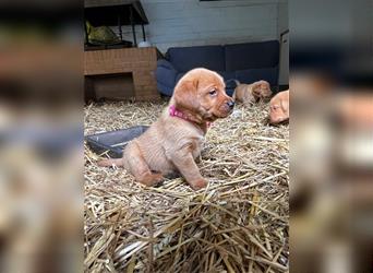 Labrador Welpen foxred aus der Arbeitslinie