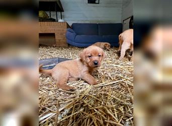 Labrador Welpen foxred aus der Arbeitslinie