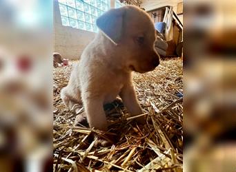 Labrador Welpen foxred aus der Arbeitslinie