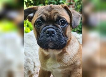 Allerliebstes FROPS Mädchen (Französische Bulldogge und Mops)