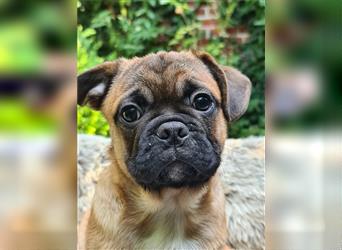 Allerliebstes FROPS Mädchen (Französische Bulldogge und Mops)