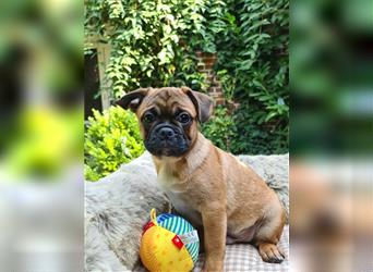 Allerliebste FROPS Kinder (Französische Bulldogge und Mops)