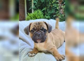 Allerliebste FROPS Kinder (Französische Bulldogge und Mops)