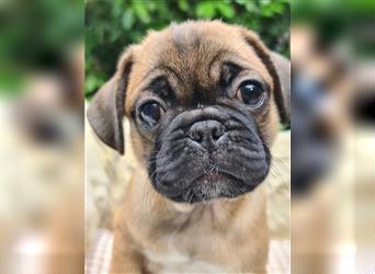 Allerliebste FROPS Kinder (Französische Bulldogge und Mops)