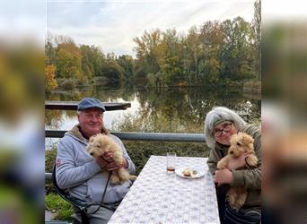 Lakeland Terrier Welpen abzugeben!