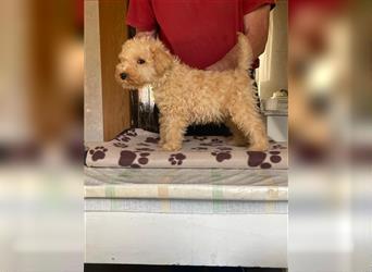 Lakeland Terrier Welpen abzugeben!