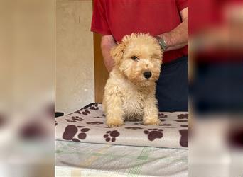 Lakeland Terrier Welpen abzugeben!