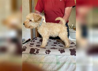 Lakeland Terrier Welpen abzugeben!