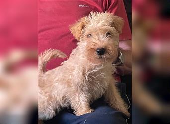 Lakeland Terrier Welpen abzugeben!