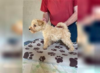 Lakeland Terrier Welpen abzugeben!