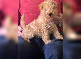 Lakeland Terrier Welpen abzugeben!