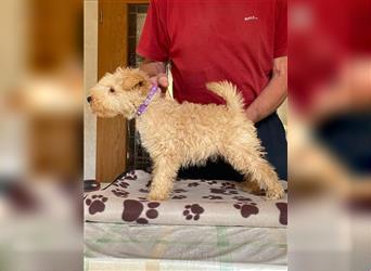 Lakeland Terrier Welpen abzugeben!