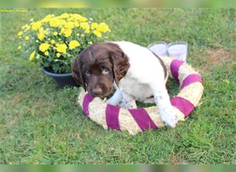 Kleine Münsterländer Welpen